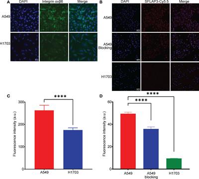 In vivo evaluation of integrin αvβ6-targeting peptide in NSCLC and brain metastasis